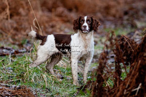 Springer Spaniel photography by Neil Salisbury Photographer Hawkshead Cumbria